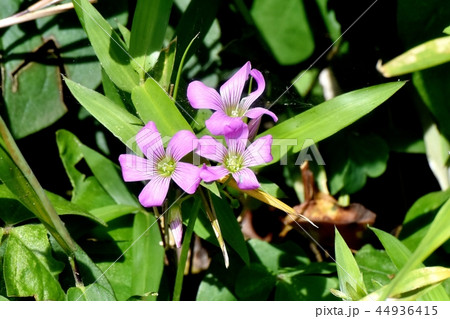 三鷹中原に咲くムラサキカタバミ 44936415
