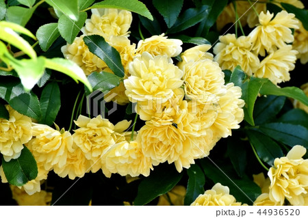 三鷹中原に咲く黄色いモッコウバラ 三鷹中原に咲く黄色いモッコウバラ 44936520