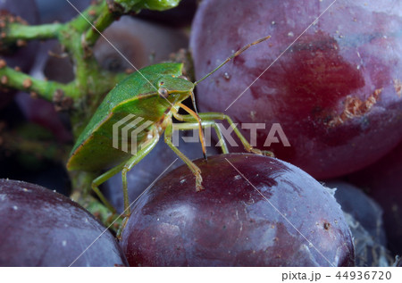 Green shield bug (Palomena prasina) feeding on bla 44936720