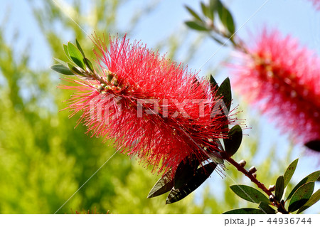 三鷹中原に咲く赤いブラシノキの花 44936744