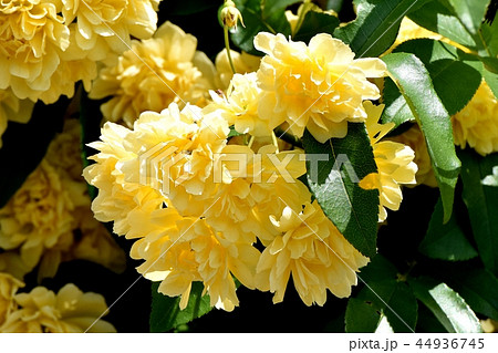 三鷹中原に咲く黄色いモッコウバラ 44936745