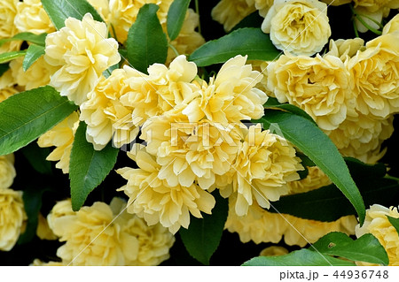 三鷹中原に咲く黄色いモッコウバラ 三鷹中原に咲く黄色いモッコウバラ 44936748