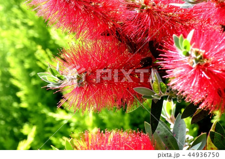 三鷹中原に咲く赤いブラシノキの花 44936750