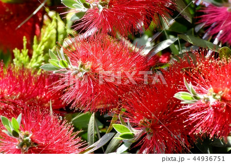 三鷹中原に咲く赤いブラシノキの花 三鷹中原に咲く赤いブラシノキの花 44936751