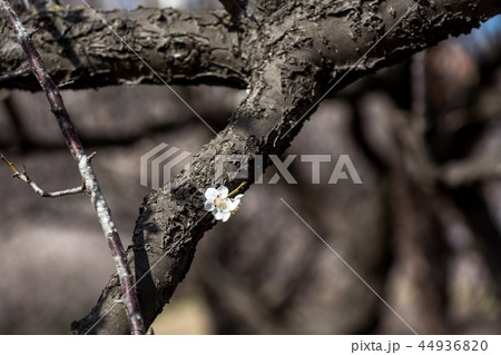 早春の輝き・きらきらの春 44936820