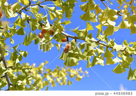 銀杏 銀杏 44936983