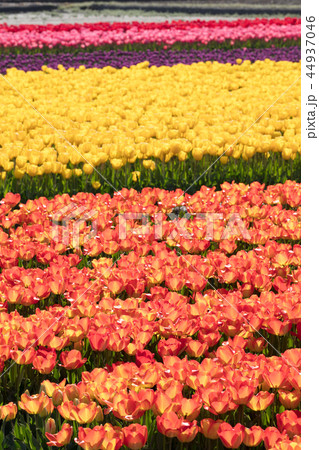 チューリップの花畑 チューリップの花畑 44937046