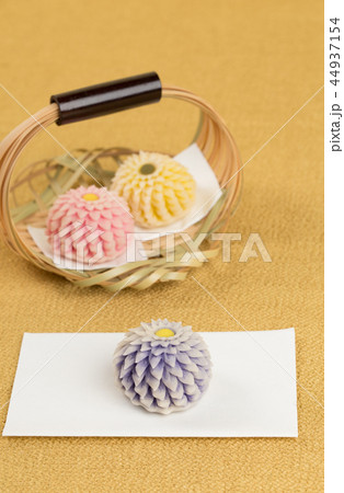 はさみ菊 はさみ菊 44937154