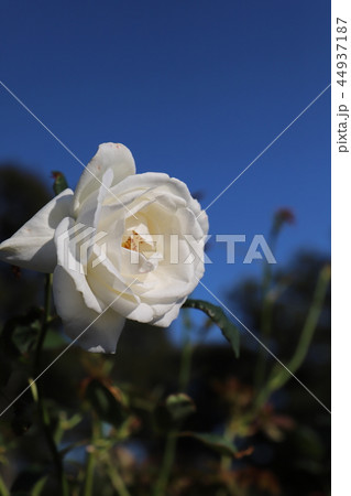 茨城県フラワーパーク　バラ 44937187