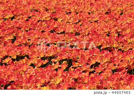 チューリップの花畑 チューリップの花畑 44937403