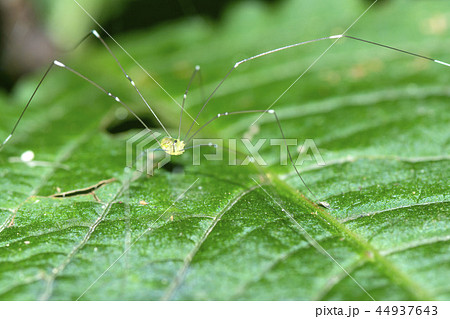 ザトウムシ ザトウムシ 44937643