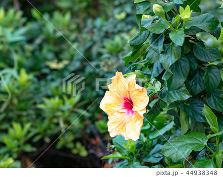 南国イメージ 44938348