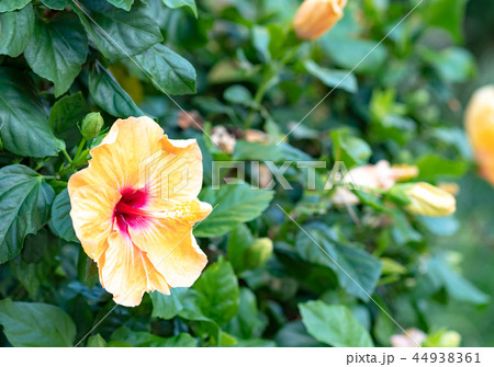 南国イメージ 44938361