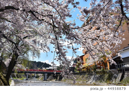 岐阜県高山市 春の高山祭開催時期 中心部を流れる宮川と中橋と満開の桜 岐阜県高山市 春の高山祭開催時期 中心部を流れる宮川と中橋と満開の桜 44938879