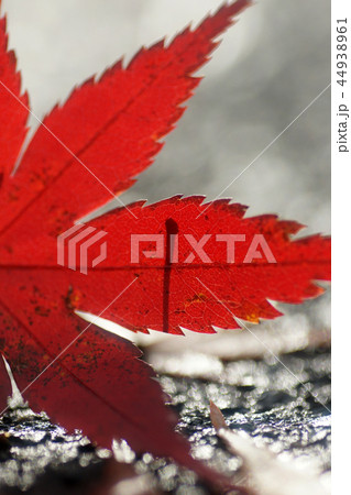 鳥取 四季の散歩 冬 東光寺紅葉 鳥取 四季の散歩 冬 東光寺紅葉 44938961