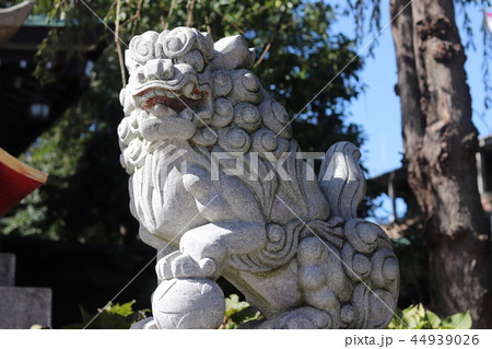 川越 川越八幡宮 狛犬 44939026