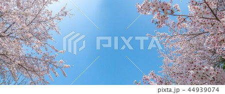 桜と空 44939074