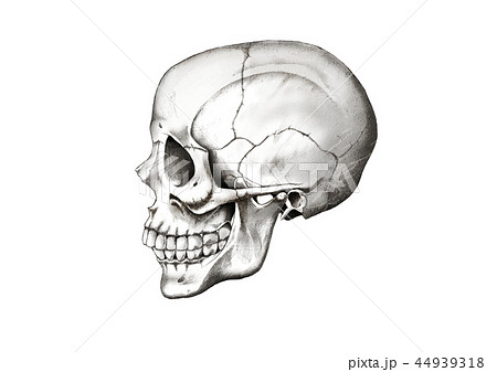 頭蓋骨のリアルなイラストのイラスト素材