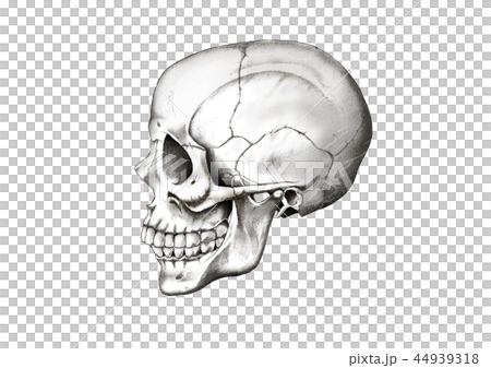 頭蓋骨のリアルなイラストのイラスト素材