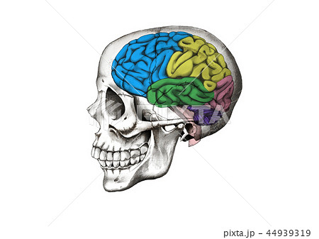 頭蓋骨と脳のイラストのイラスト素材