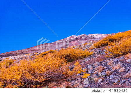 静岡県 富士山 表富士宮口五合目から望む山頂 秋の紅葉と冠雪の写真素材