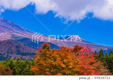 （静岡県）富士山・側火山の宝永山　秋の紅葉と冠雪 44939733