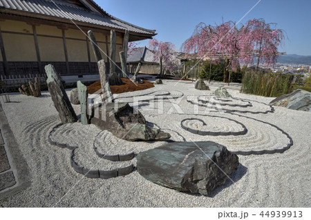 圓光寺の桜 44939913