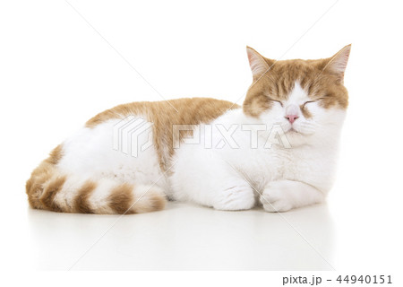 Red and white british shorthair cat sleeping 44940151