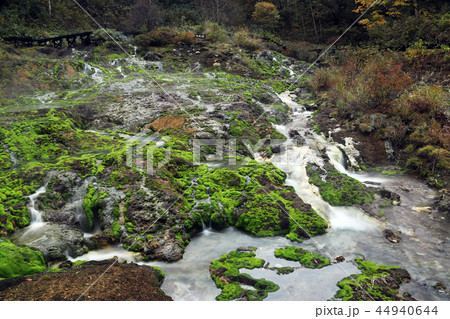 チャツボミゴケ7 44940644