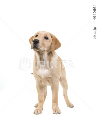 Blond labrador retriever standing and looking up 44940664