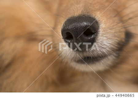Close up of a dogs nose seen from the side 44940665