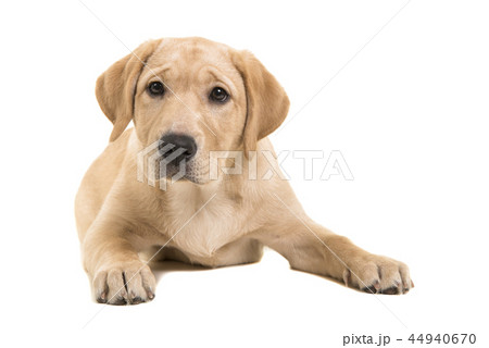 Blond labrador retriever lying down  44940670