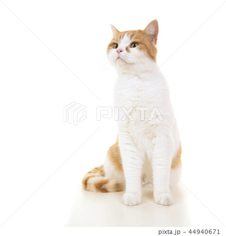 Red and white british short haired cat sitting 44940671