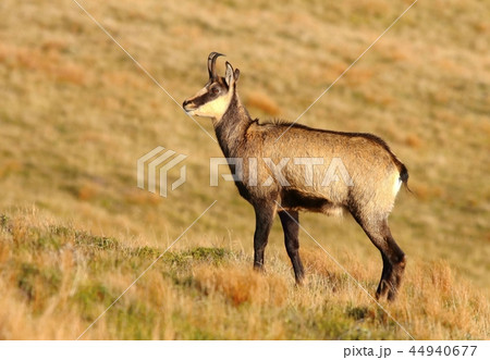 Beautiful chamois Rupicapra rupicapra in autumn Beautiful chamois Rupicapra rupicapra in autumn 44940677