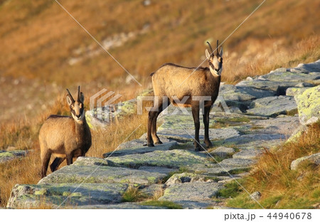 Beautiful chamois Rupicapra rupicapra in autumn Beautiful chamois Rupicapra rupicapra in autumn 44940678