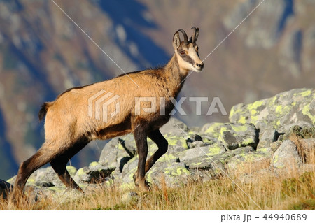 Beautiful chamois Rupicapra rupicapra in autumn Beautiful chamois Rupicapra rupicapra in autumn 44940689