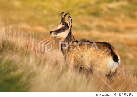 Beautiful chamois Rupicapra rupicapra in autumn Beautiful chamois Rupicapra rupicapra in autumn 44940690