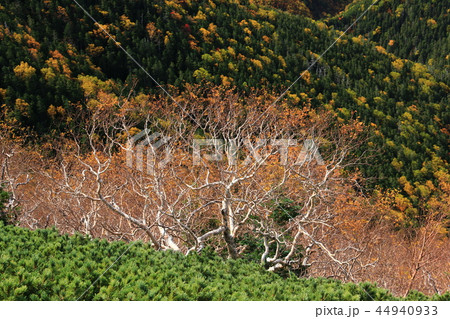 南アルプス塩見岳山頂への道 秋 登山道から見下ろす紅葉の谷 南アルプス塩見岳山頂への道 秋 登山道から見下ろす紅葉の谷 44940933