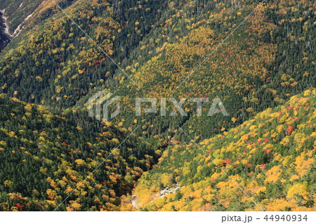南アルプス塩見岳山頂への道　秋　登山道から見下ろす紅葉の谷 44940934