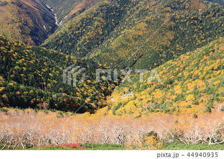 南アルプス塩見岳山頂への道　秋　登山道から見下ろす紅葉の谷 44940935