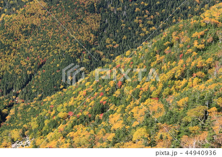 南アルプス塩見岳山頂への道　秋　登山道から見下ろす紅葉の谷 44940936