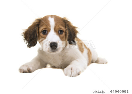 Cute kooikerdog puppy lying down Cute kooikerdog puppy lying down 44940991