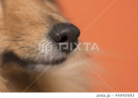 Close up of a dog nose on an orange background Close up of a dog nose on an orange background 44940993