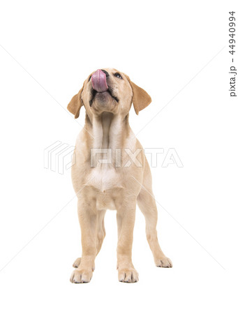 Cute labrador puppy looking up licking her lips Cute labrador puppy looking up licking her lips 44940994