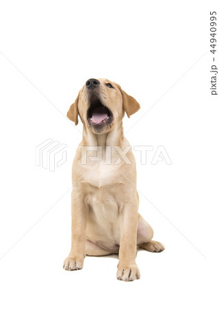 labrador puppy looking up with her mouth open 44940995
