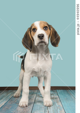 Beagle puppy dog standing on a blue background 44940996