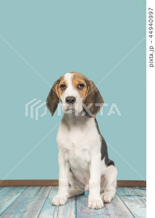 Cute beagle puppy dog sitting 44940997