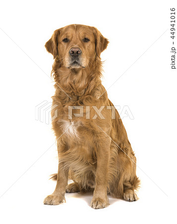 Sitting golden retriever dog 44941016