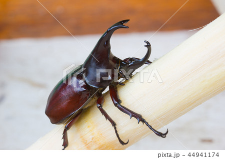 Siamese rhinoceros beetle (Xylotrupes gideon) Siamese rhinoceros beetle (Xylotrupes gideon) 44941174