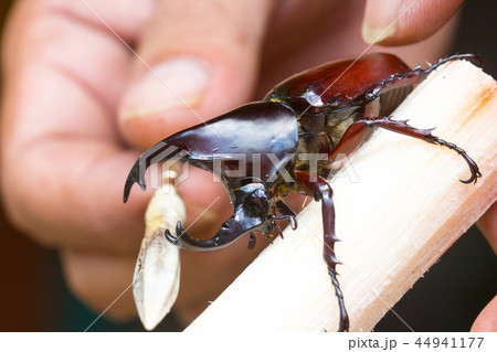 close-up hand make Siamese rhinoceros  44941177